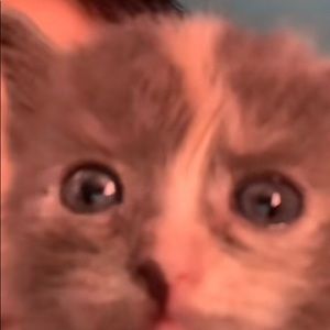 Meet your Posher, Ju